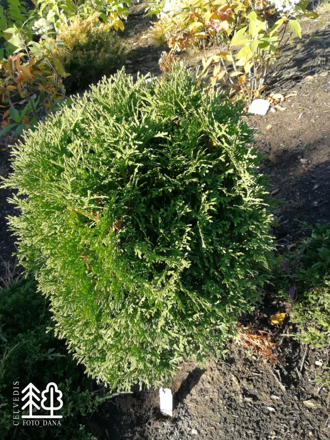 Thuja occidentalis   'Little Giant'